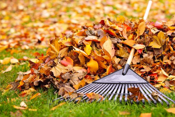 Leaves Removal in Bellingham