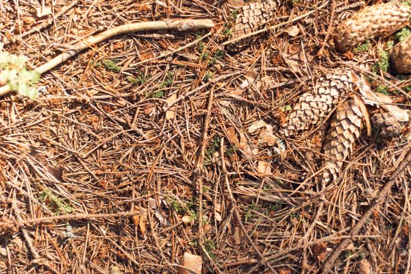 Pine Needles Removal in Bellingham