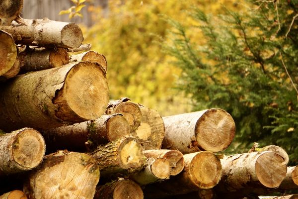 Wood Pile Removal in Bellingham