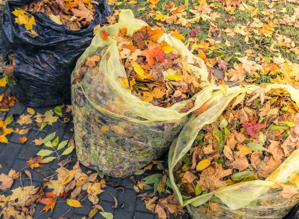 Yard Cleanup Service in Bellingham