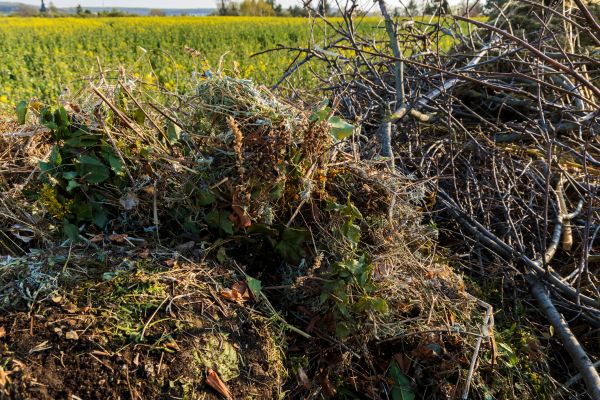 Brush Disposal in Bellingham
