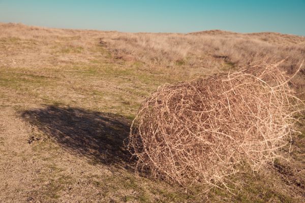 Tumbleweed Removal in Bellingham