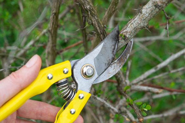 Limbs Removal in Bellingham