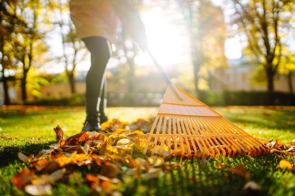 Leaves Raking in Bellingham