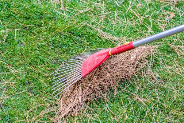 Yard Raking in Bellingham