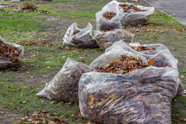 Leaf Pile Disposal in Bellingham