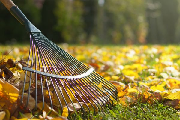 Leaf Removal in Bellingham