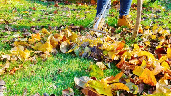 Lawn Cleanup Service in Bellingham