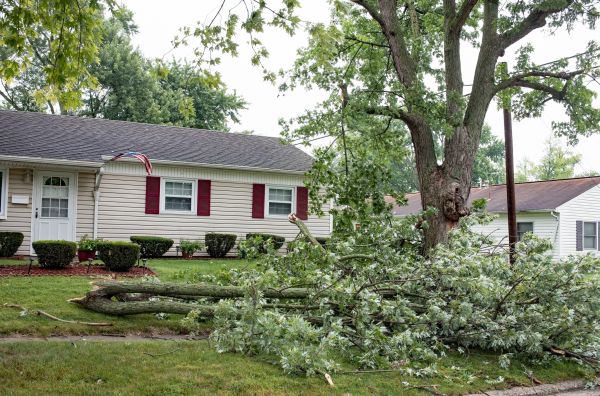 Fallen Branch Removal in Bellingham