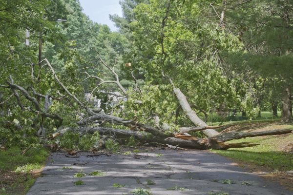 Tree Debris Removal in Bellingham